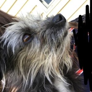 Meet your Posher, Harley